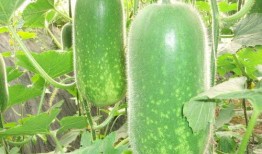 51今日吃瓜大瓜fun,揭秘娱乐圈最新热点事件